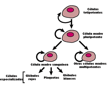 tipos de celulas